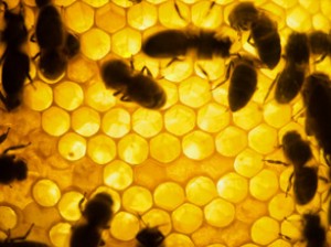 bees
