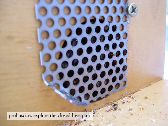 proboscis.jpg
